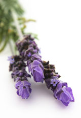 photo of lavendar